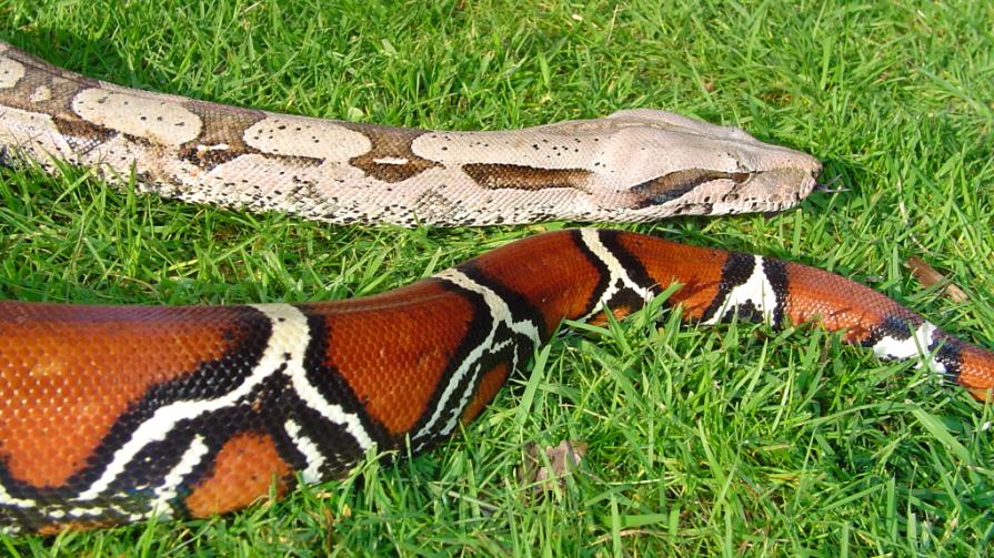 Male Surinam BCC head & tail-shot