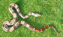 Male Surinam BCC topview