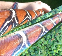 Male Surinam BCC with IRREDESCENT SHINE !!