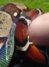 Male Surinam BCC with IRREDESCENT SHINE !!