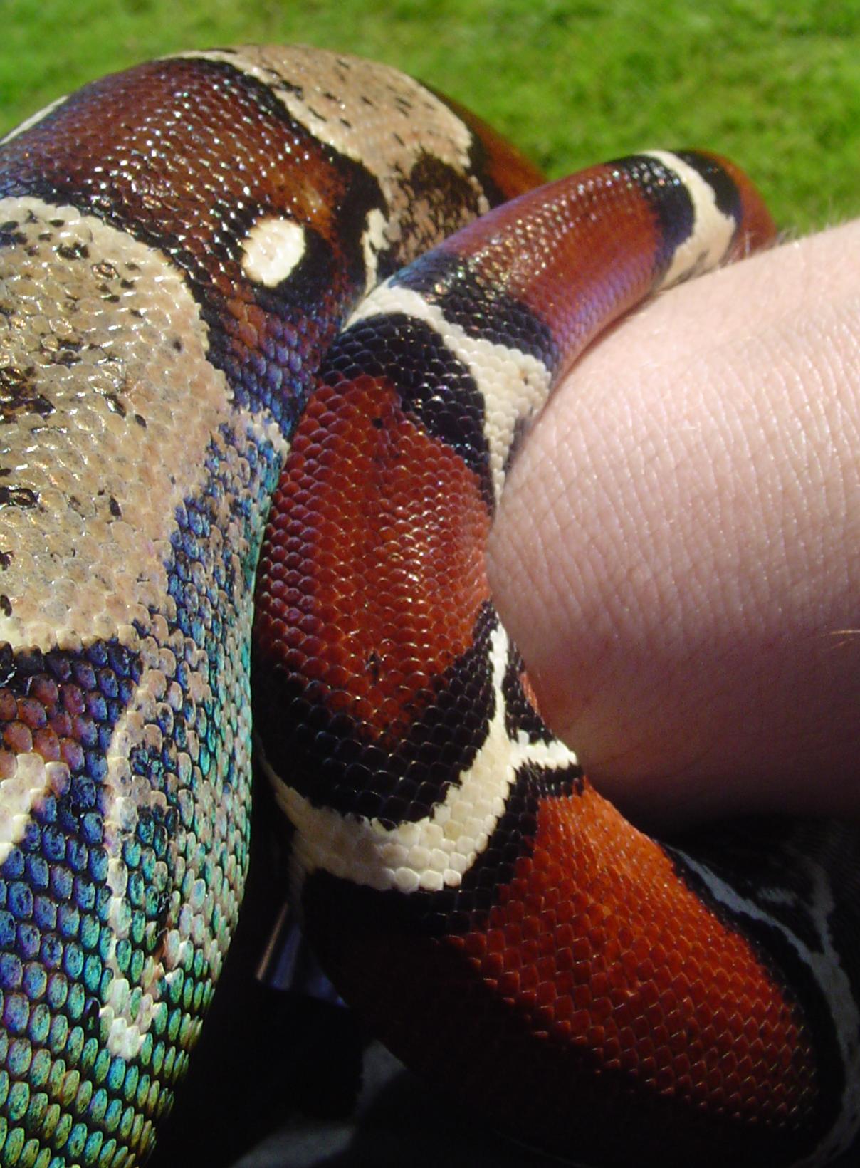 Male Surinam BCC with IRREDESCENT SHINE !!