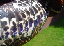 Male Surinam BCC - CHECK THE IRREDESCENT 'FLAKES' !!