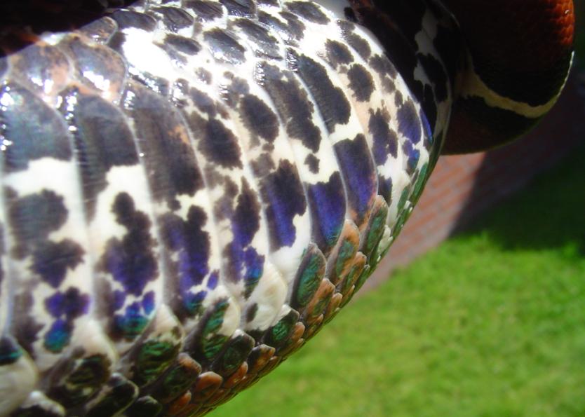 Male Surinam BCC - CHECK THE IRREDESCENT 'FLAKES' !!