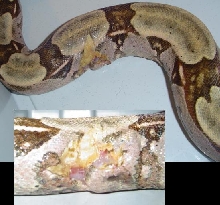 BOA WOUND!! ANYBODY KNOW WHY?