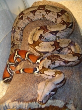 Male Suri in his cage