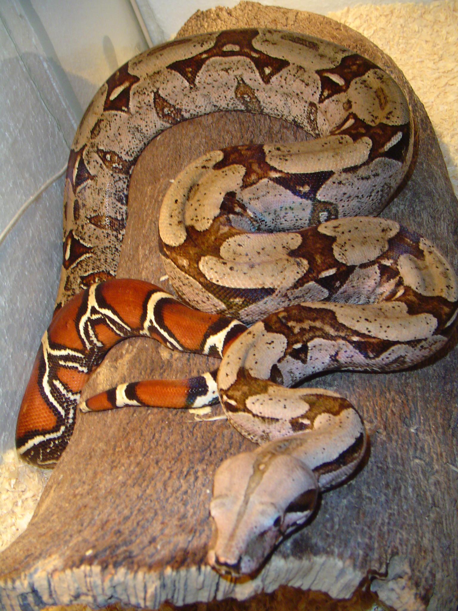 Male Suri in his cage