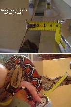 BOA ESCAPE!! IS THIS POSSIBLE??