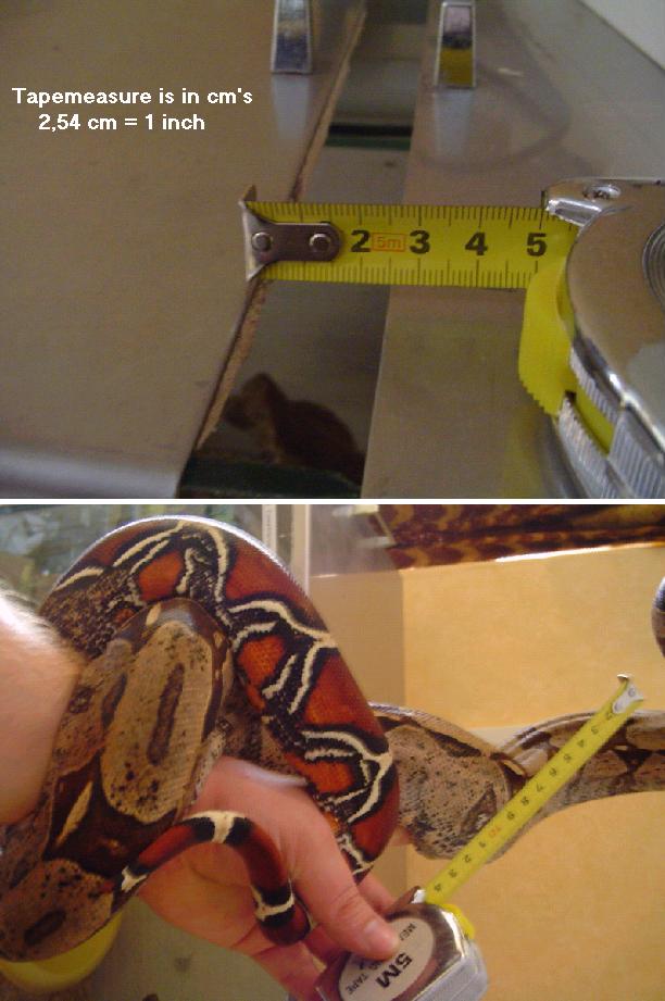 BOA ESCAPE!! IS THIS POSSIBLE??
