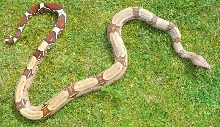 Female Surinam BCC topview