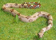 Female Surinam BCC in the grass