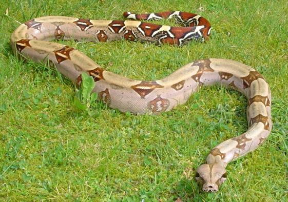 Female Surinam BCC in the grass