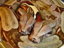 Pair of Surinam BCCs swimming
