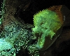 Crested gecko 1