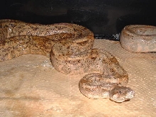 Adult female hogg