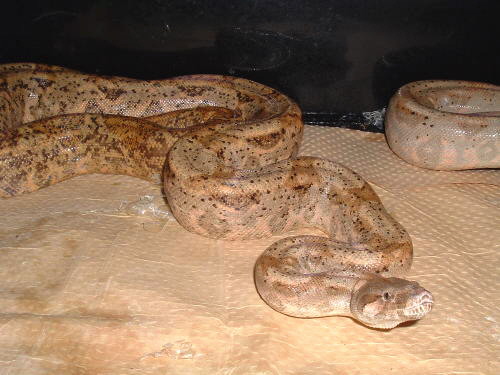 Adult female hogg