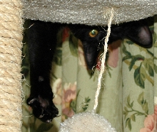 Mary McDhui Hangin upside down