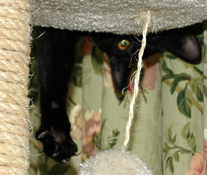 Mary McDhui Hangin upside down