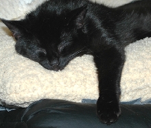 I am an Angel..... when I sleep