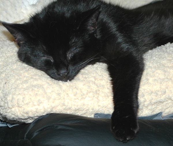 I am an Angel..... when I sleep