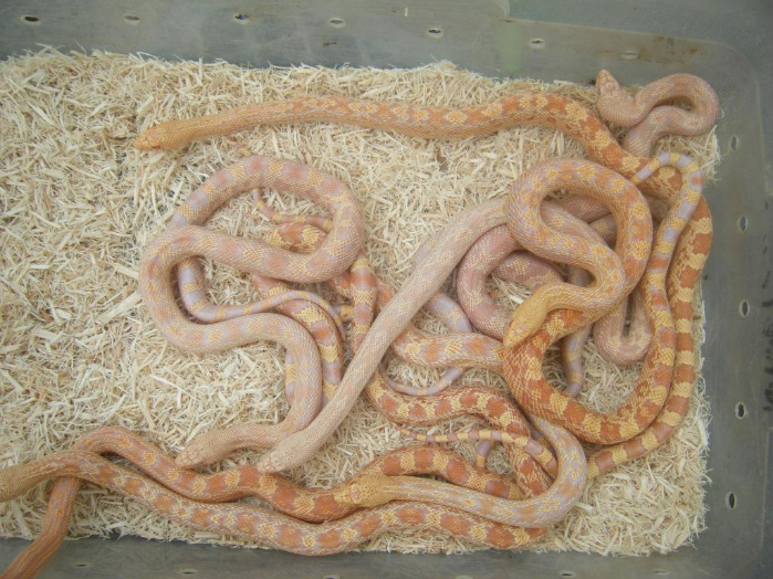 2010 albino n.pines