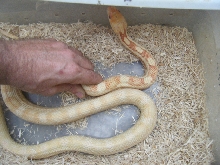 albinoblackratF4sale