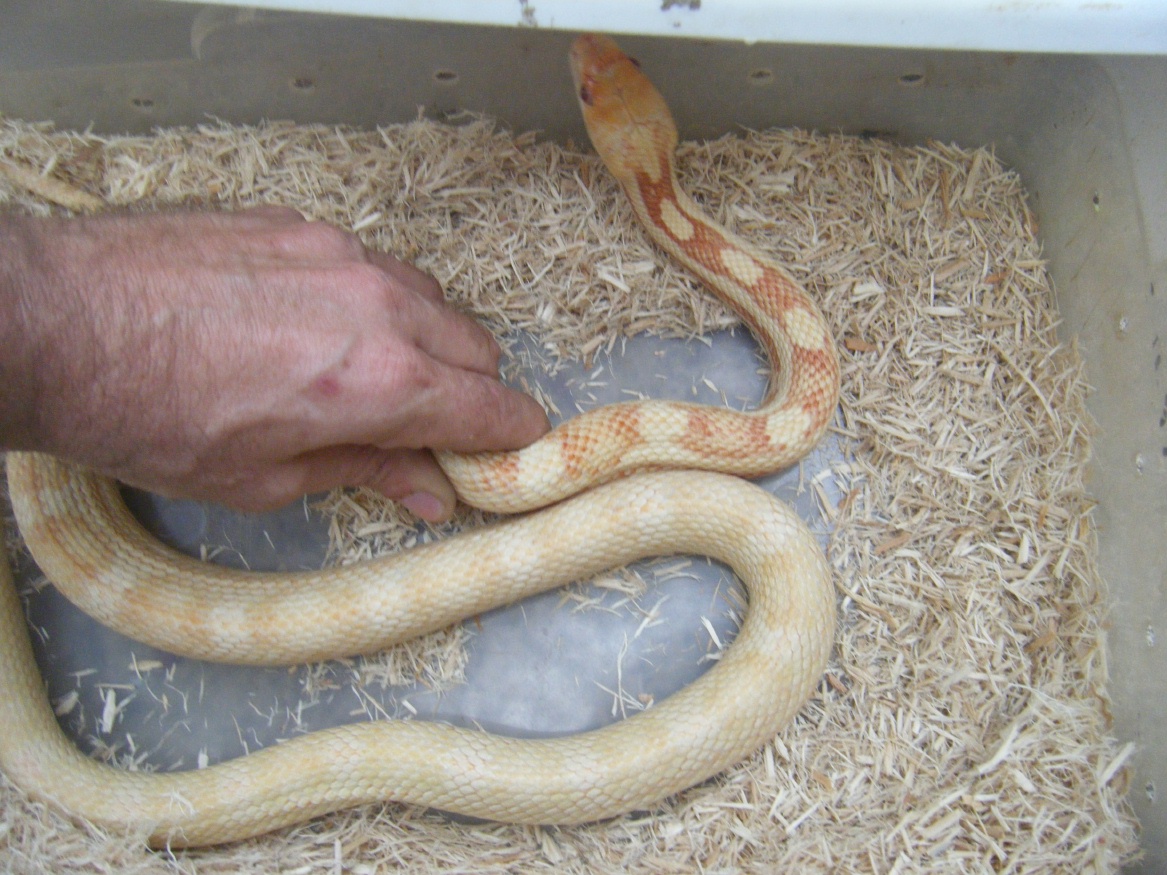 albinoblackratF4sale