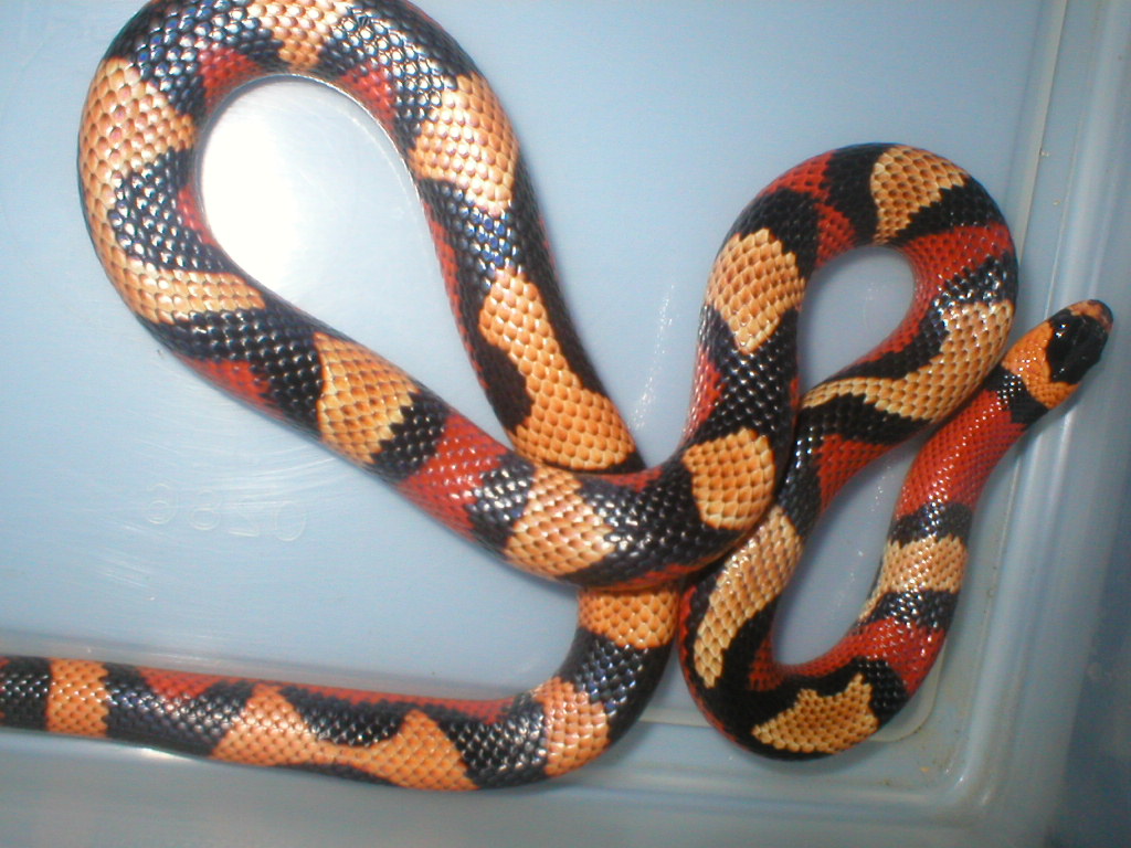 aberantpeach hondo