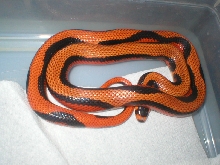 striped honduran