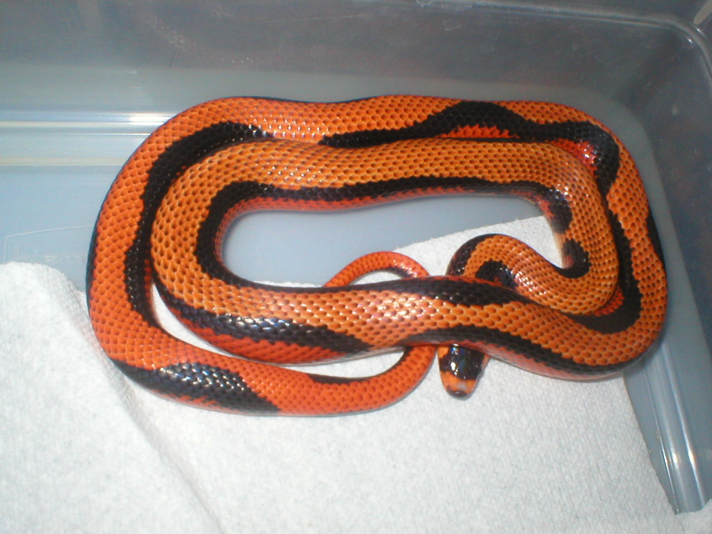 striped honduran