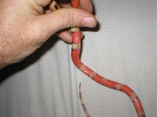 patternlessbelly tricolor'06