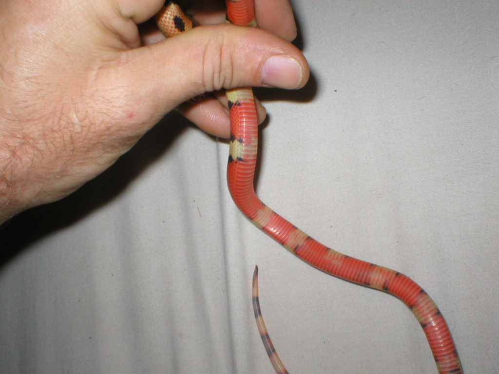 patternlessbelly tricolor'06