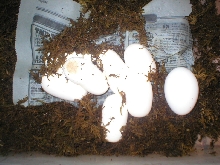 bulleggs