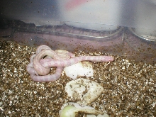 amel caliking hatching