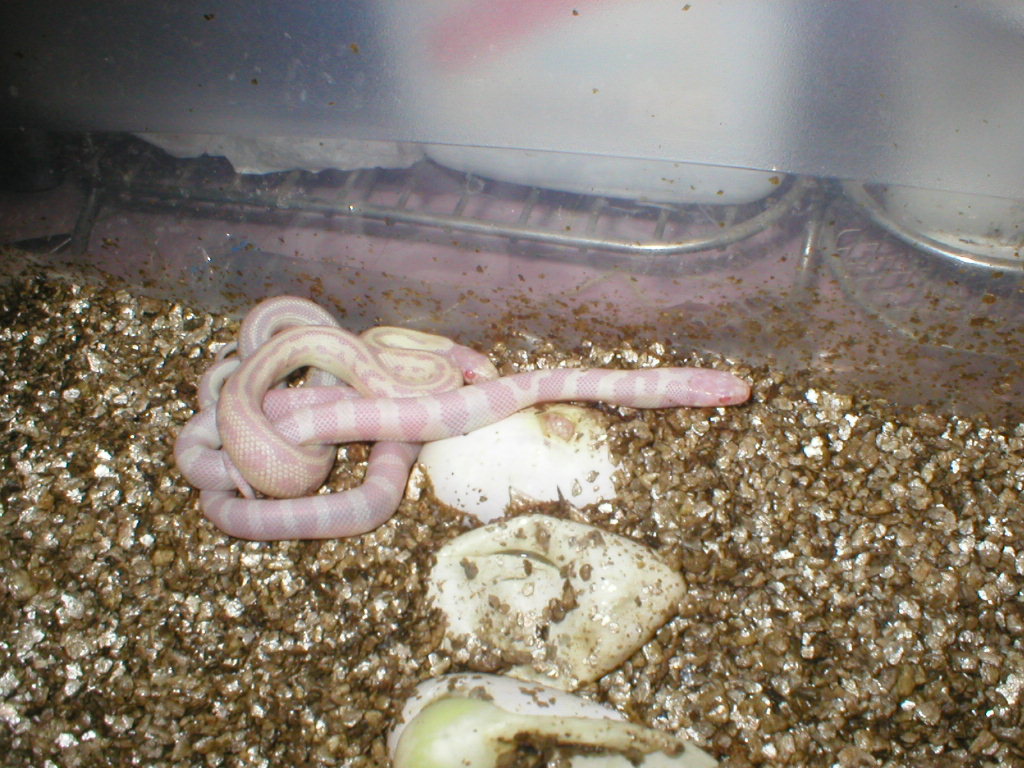 amel caliking hatching