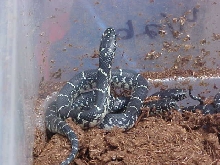 s.blackking hatching