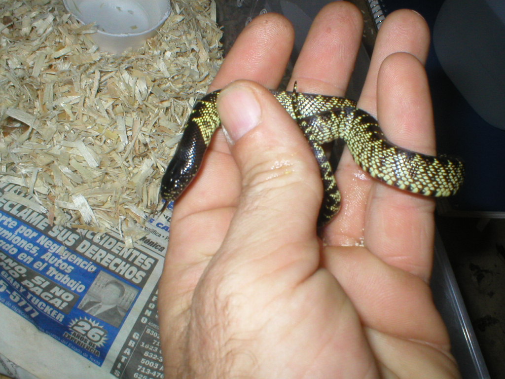 blackheaded desertkingsnake2