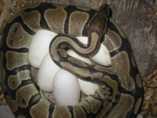 ballpython w/eggs'07