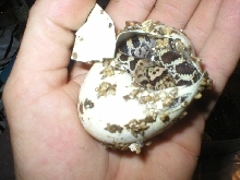 bullsnake'05