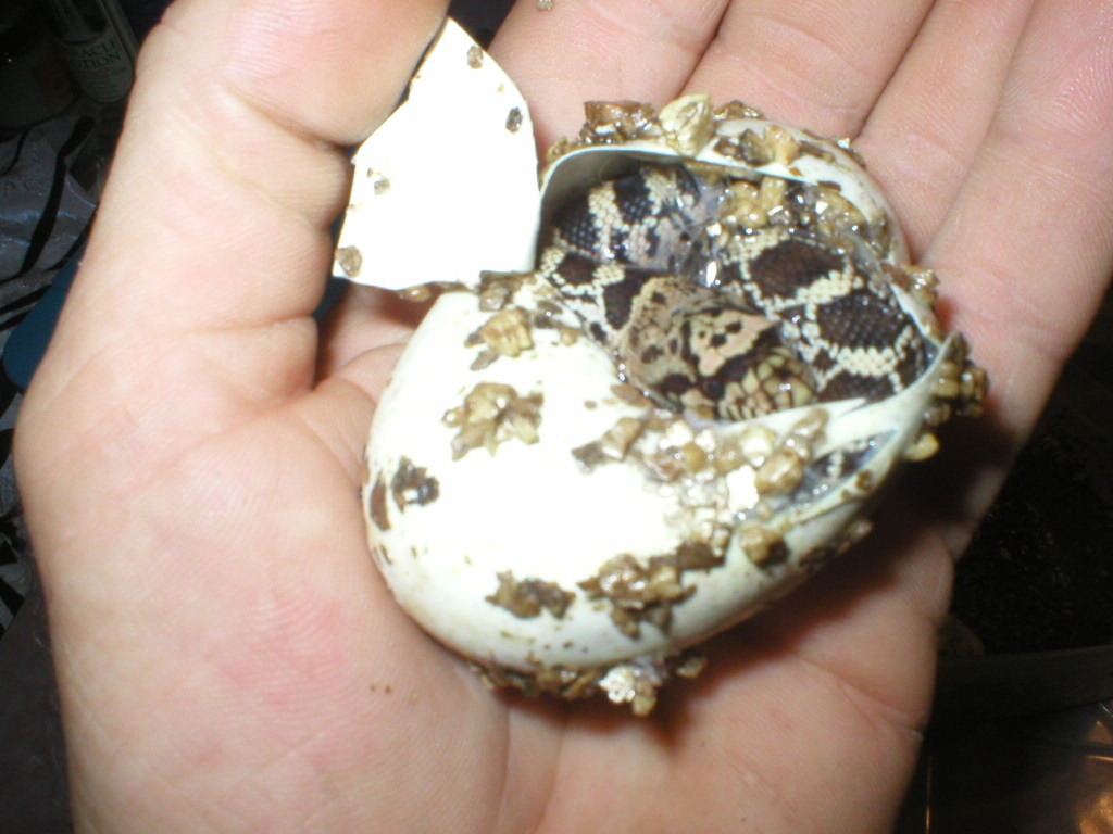 bullsnake'05