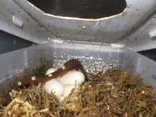N.caliking laying