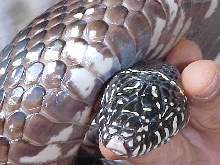 cleocloseup