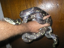 big eastern king pair