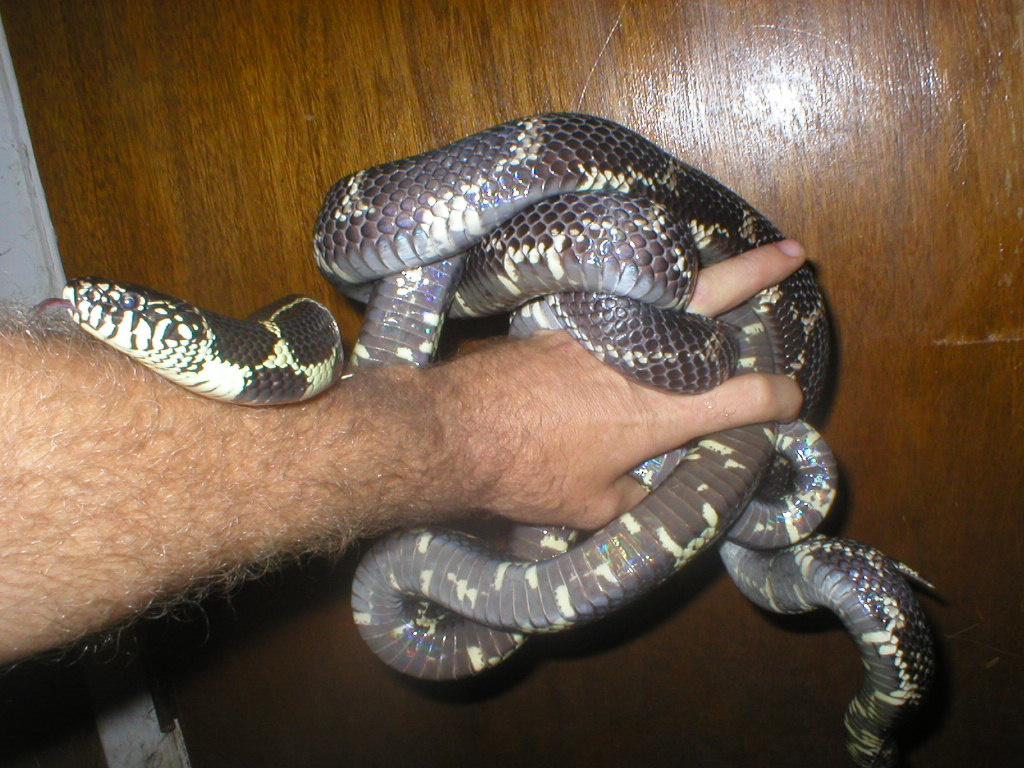 big eastern king pair