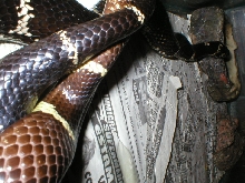 ekingbreedingcloseup