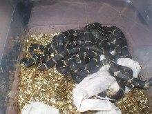 ekings hatching3