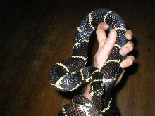 e.king meanomale3