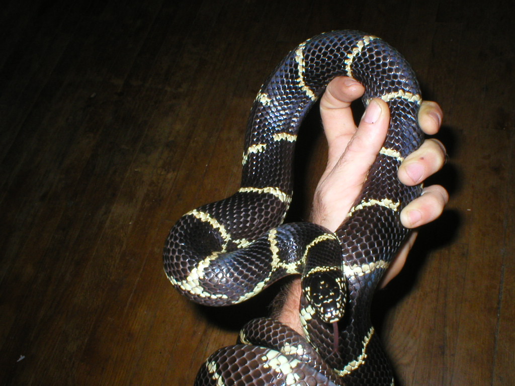 e.king meanomale3