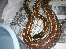 gravid caliking