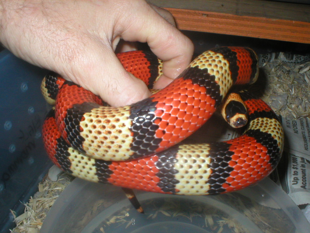 peachy male hondo kinda pueblany imho