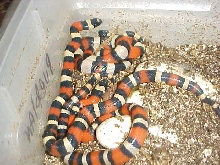 pueblans hatching